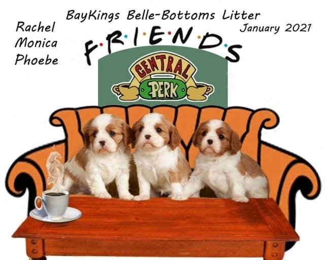 Cavalier King Charles Spaniel Puppies breeder image 21