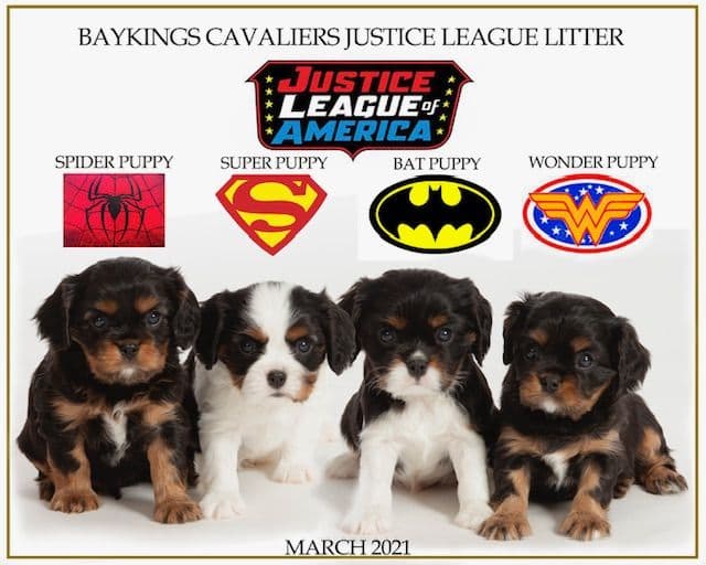 Cavalier King Charles Spaniel Puppies breeder image 22