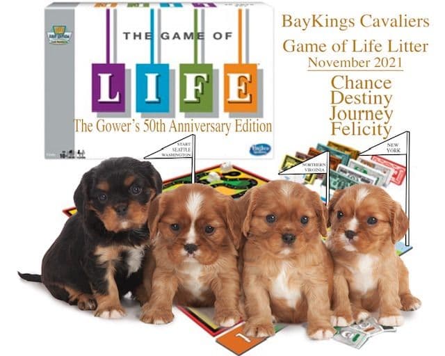 Cavalier King Charles Spaniel Puppies breeder image 26