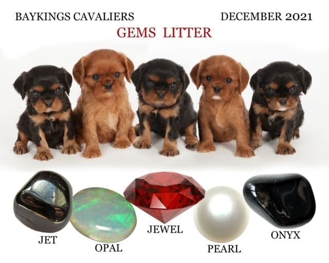 Cavalier King Charles Spaniel Puppies breeder image 27