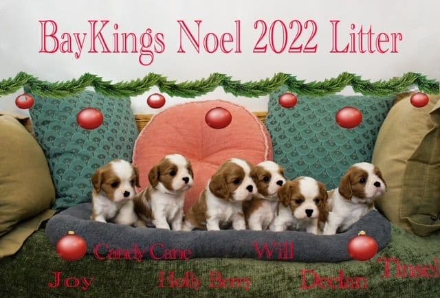 Cavalier King Charles Spaniel Puppies breeder image 28
