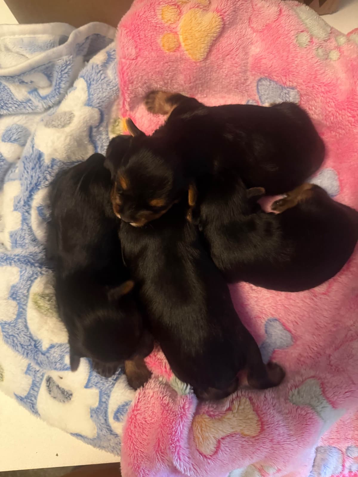 Labrador Retriever Puppies breeder image 1