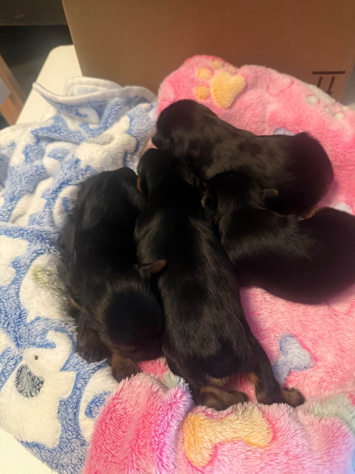 Labrador Retriever Puppies breeder image 2