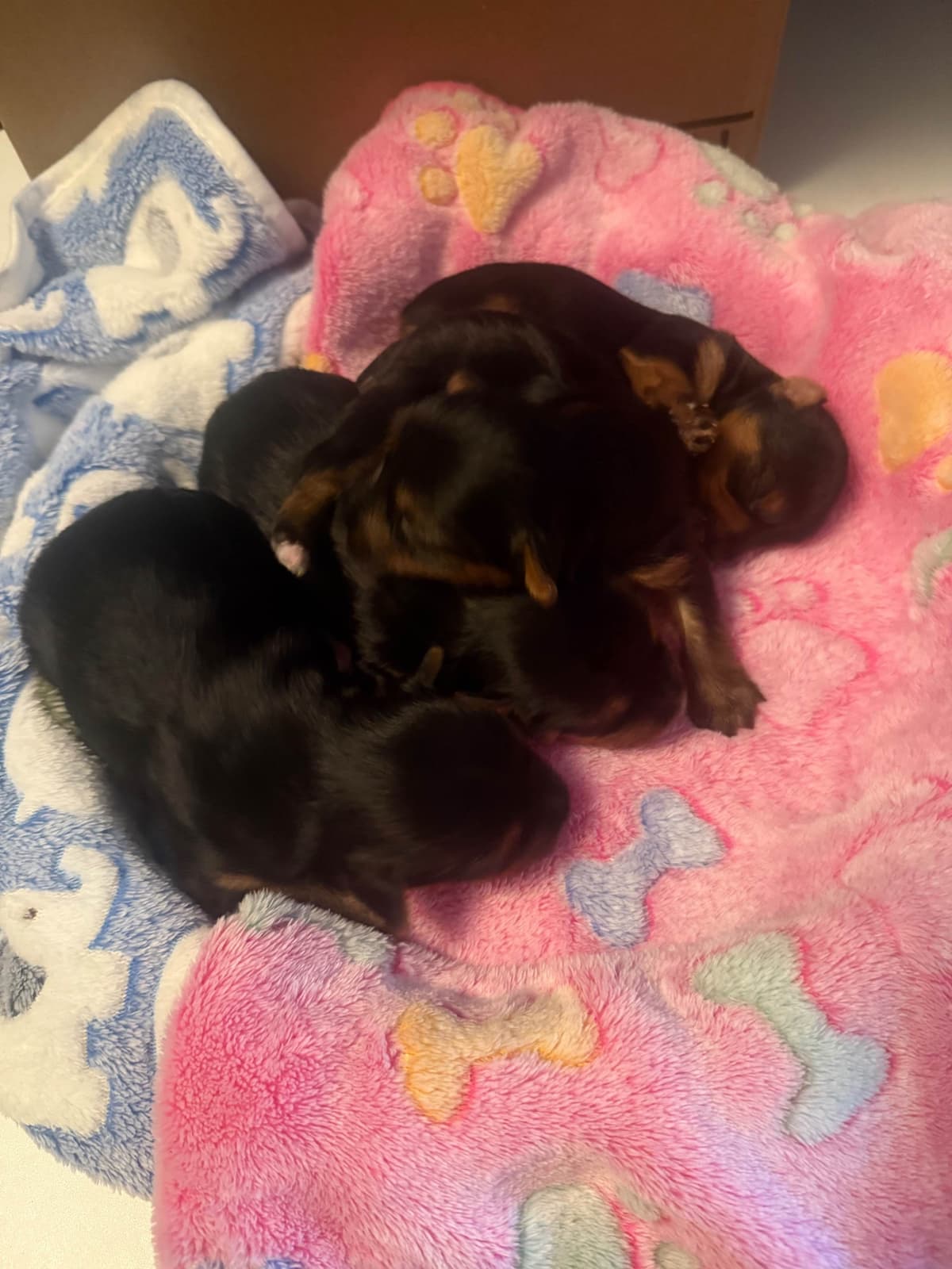 Labrador Retriever Puppies breeder image 3