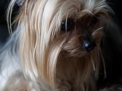 Yorkshire Terrier Puppies breeder image 1