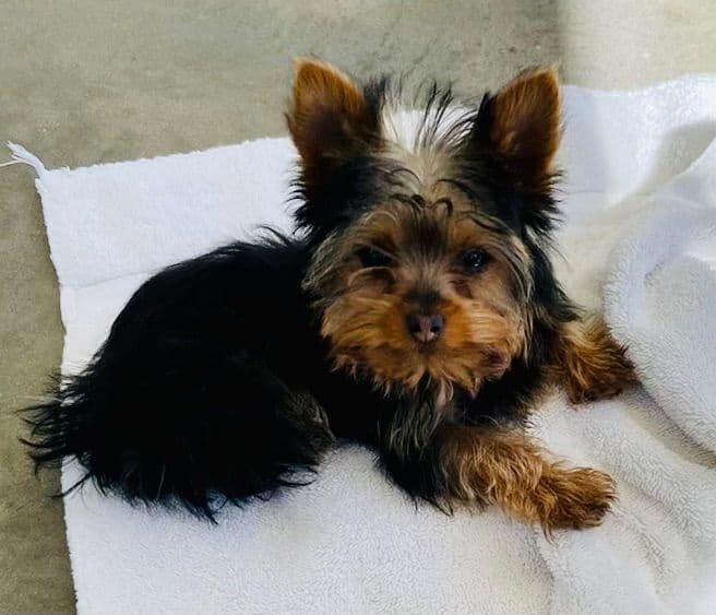 Yorkshire Terrier Puppies breeder image 2