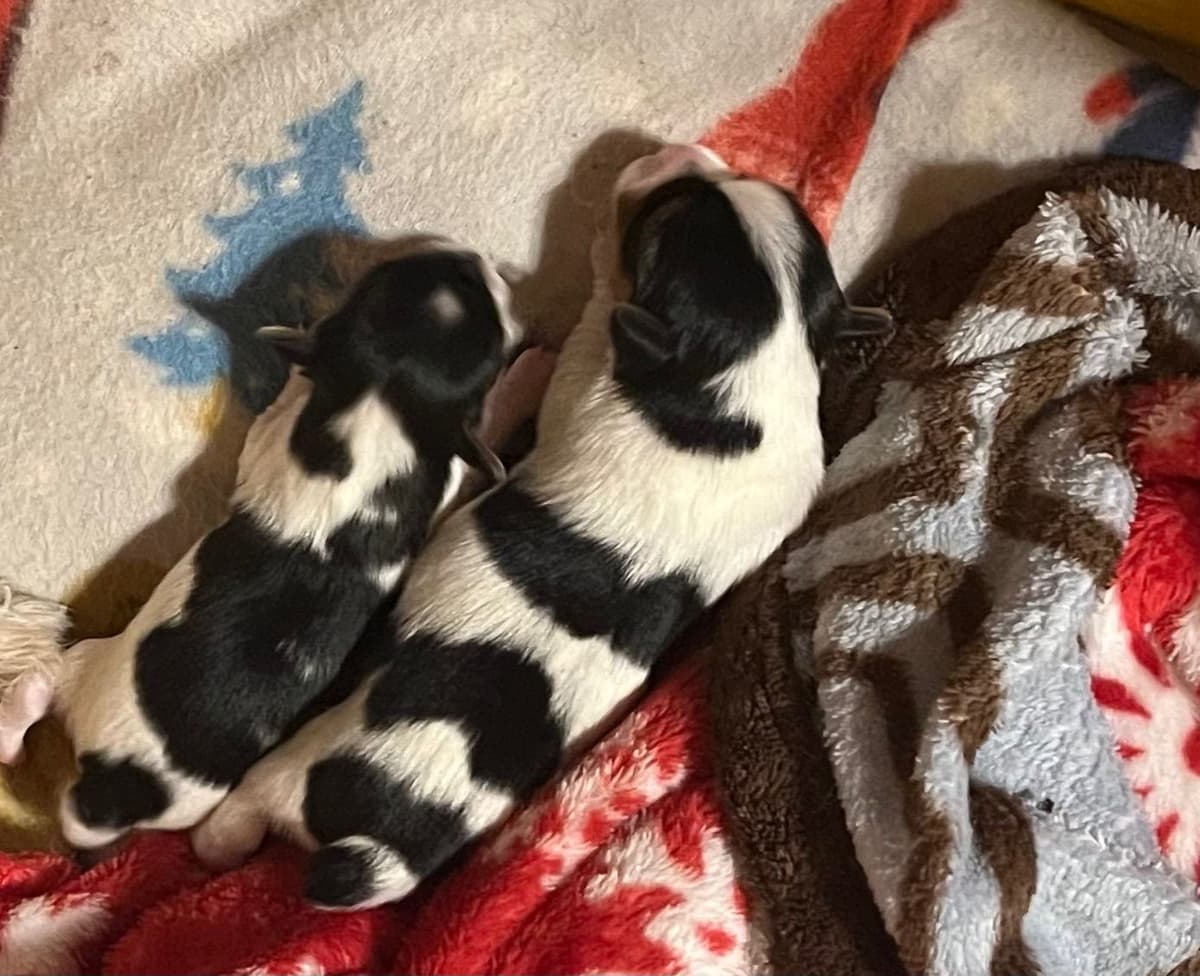 Yorkshire Terrier Puppies breeder image 4