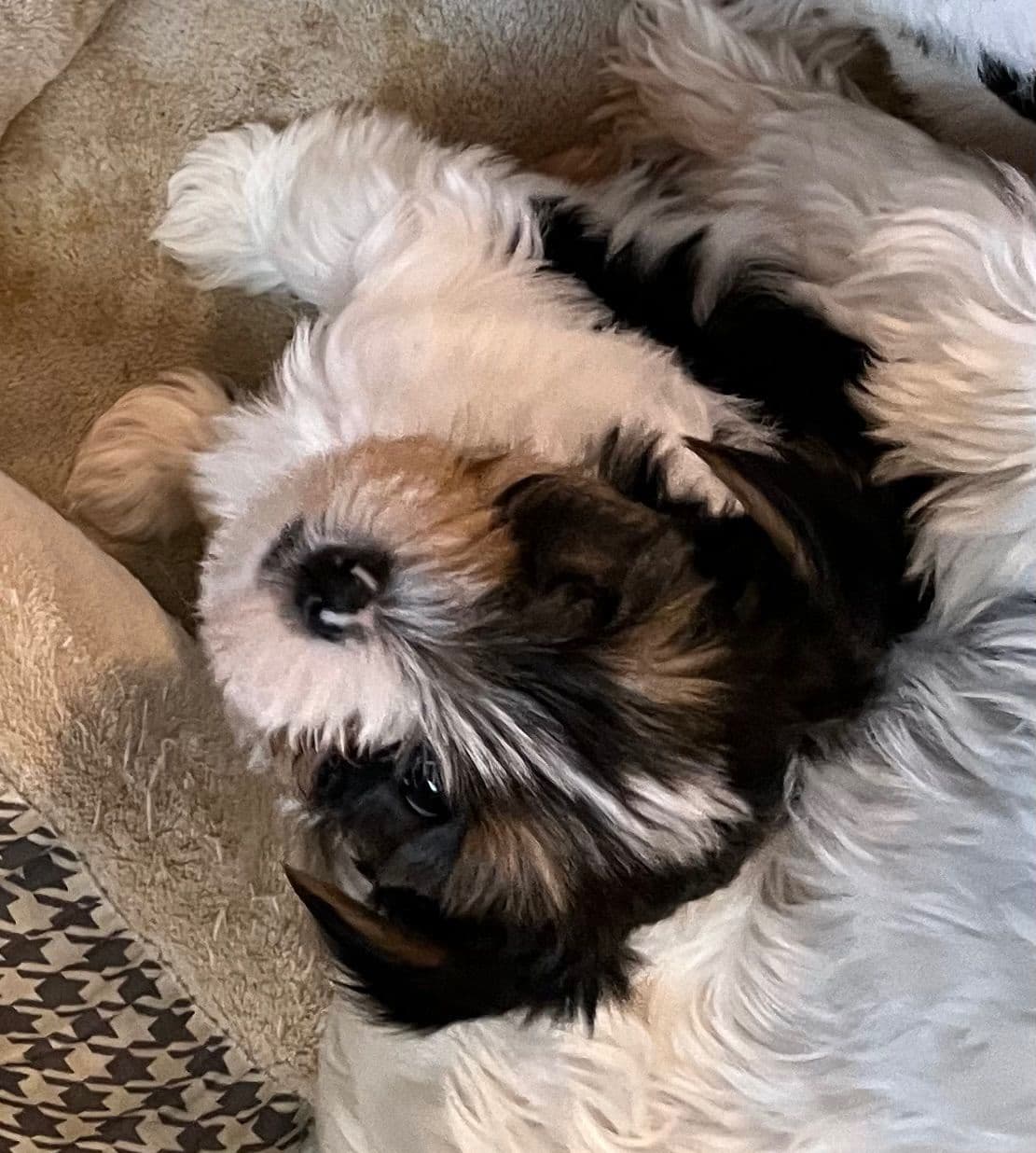Yorkshire Terrier Puppies breeder image 5