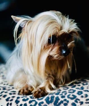 Yorkshire Terrier Puppies breeder image 6