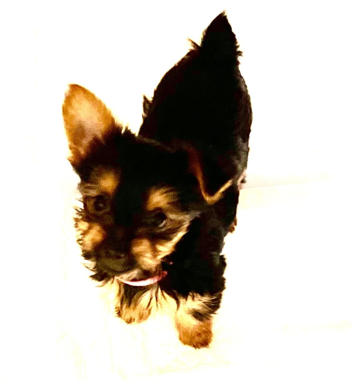 Yorkshire Terrier Puppies breeder image 7