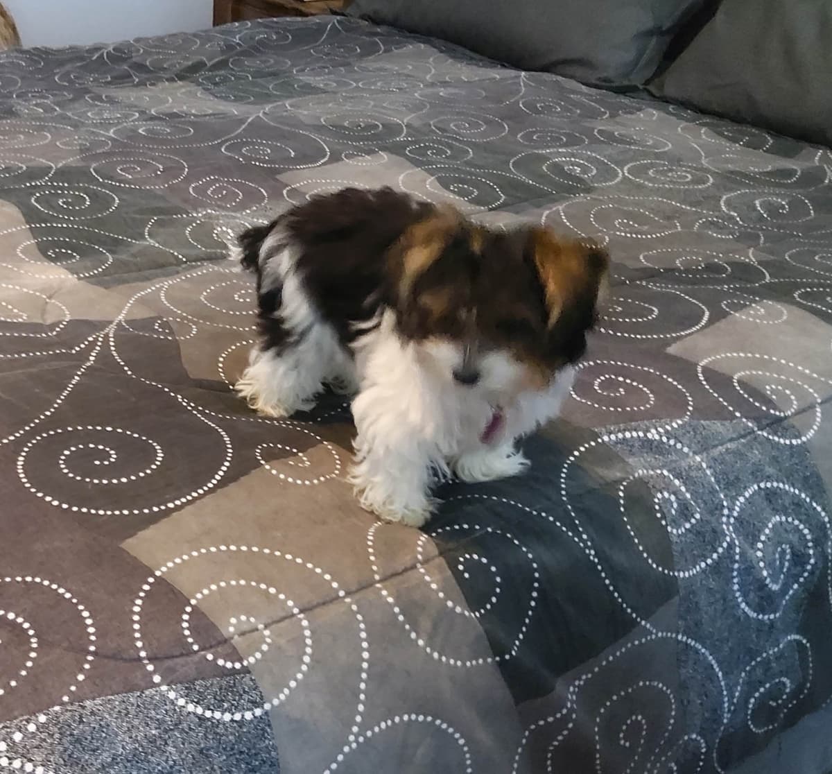 Yorkshire Terrier Puppies breeder image 8