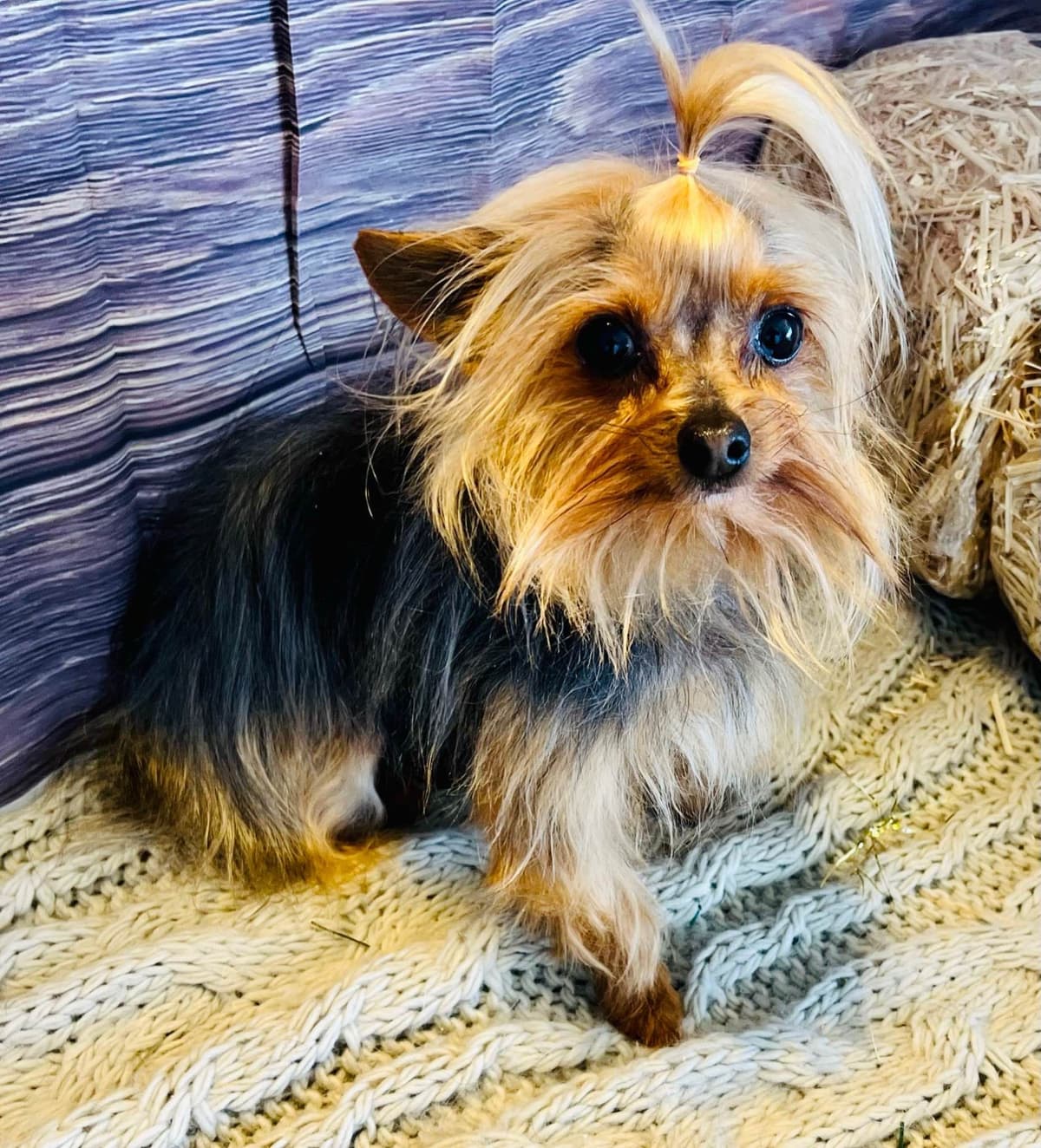 Yorkshire Terrier Puppies breeder image 9
