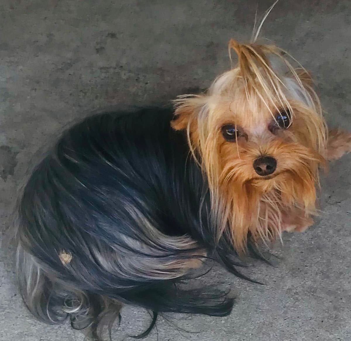 Yorkshire Terrier Puppies breeder image 10