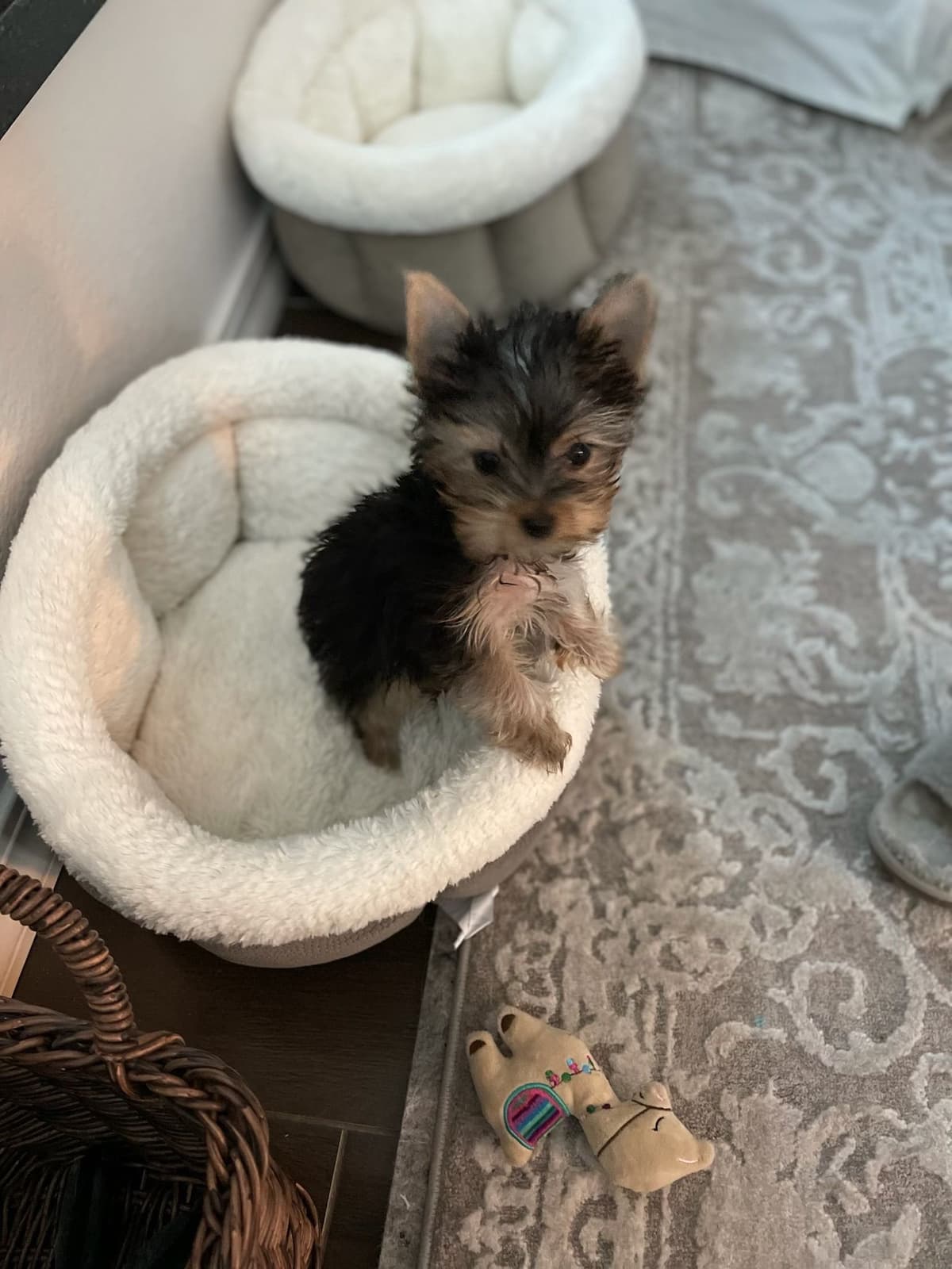 Yorkshire Terrier Puppies breeder image 11