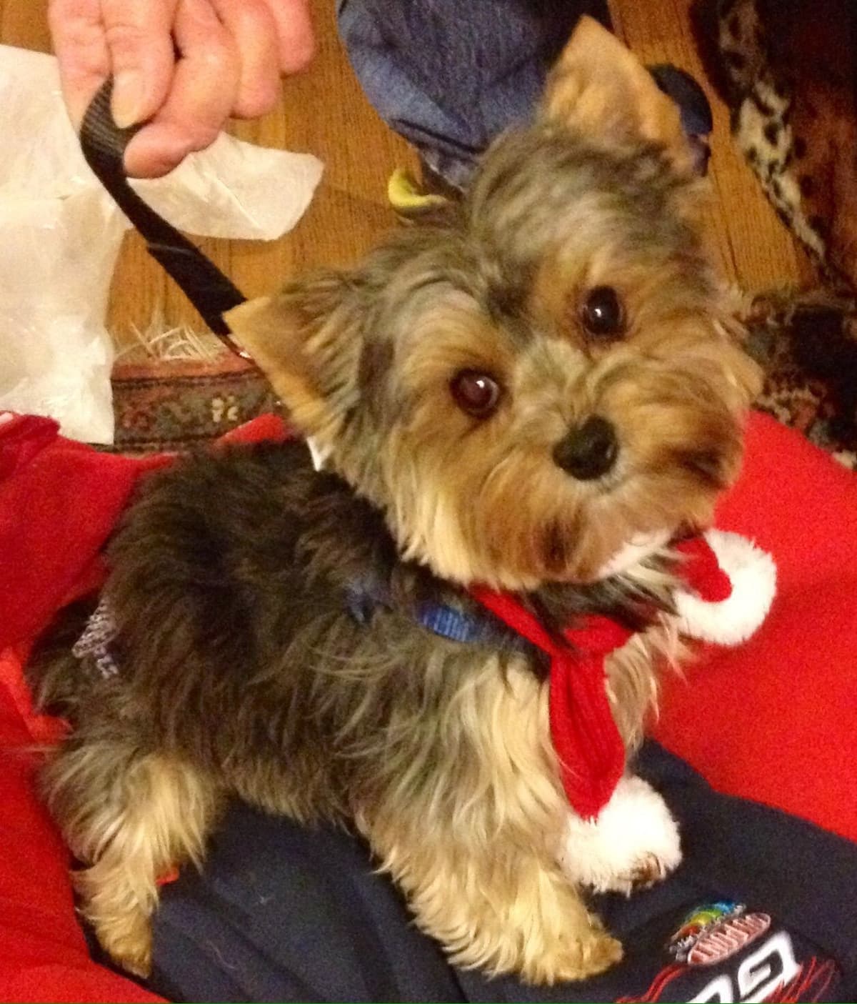 Yorkshire Terrier Puppies breeder image 12