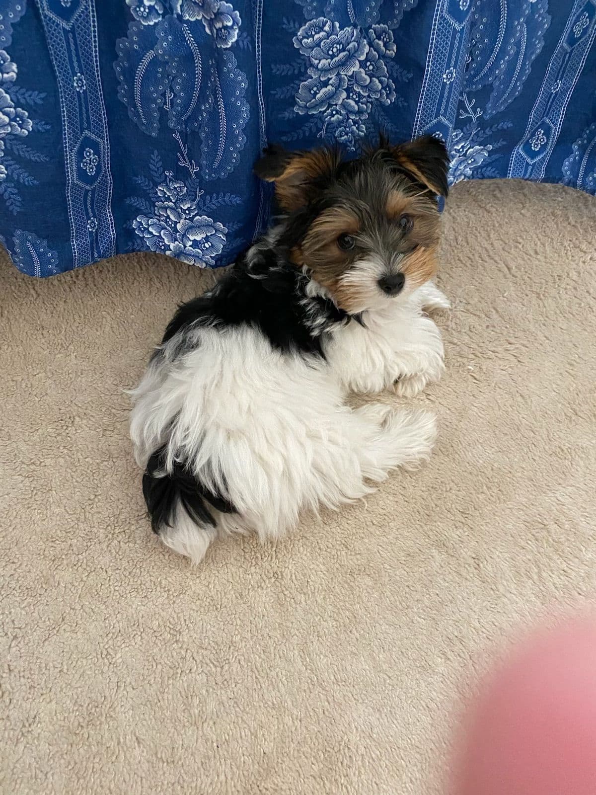 Yorkshire Terrier Puppies breeder image 16