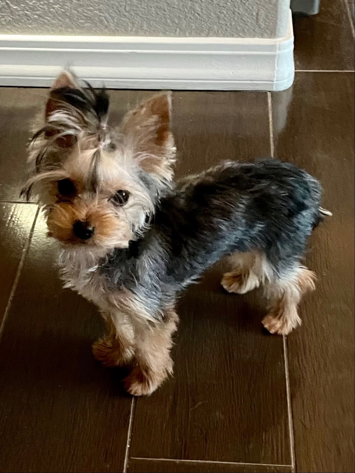 Yorkshire Terrier Puppies breeder image 13