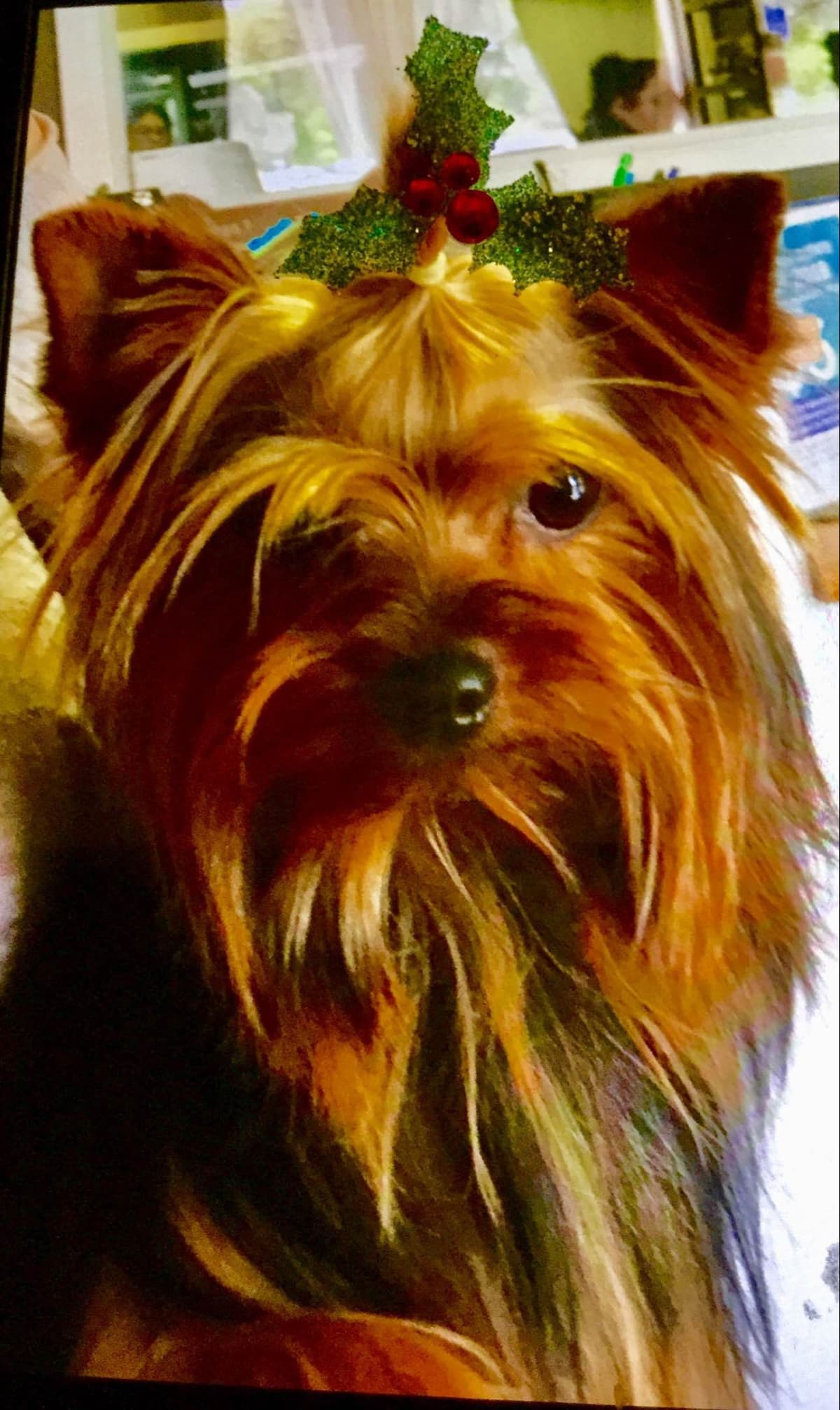 Yorkshire Terrier Puppies breeder image 14