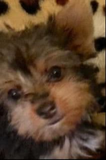 Yorkshire Terrier Puppies breeder image 15