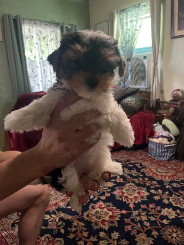 Yorkshire Terrier Puppies media 2