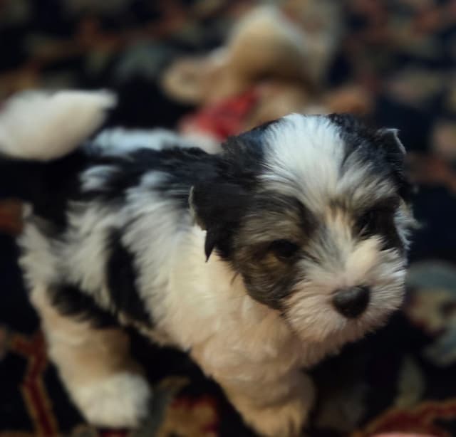 Yorkshire Terrier Puppies media 3