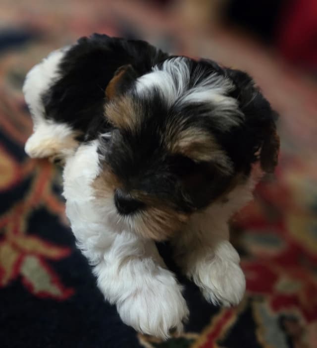 Yorkshire Terrier Puppies media 4