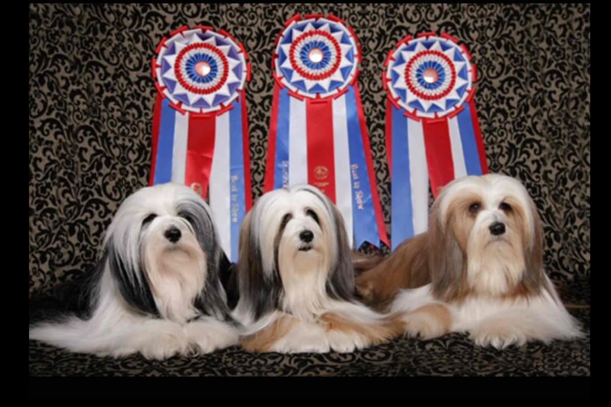 Tibetan Terrier Puppies breeder image 1