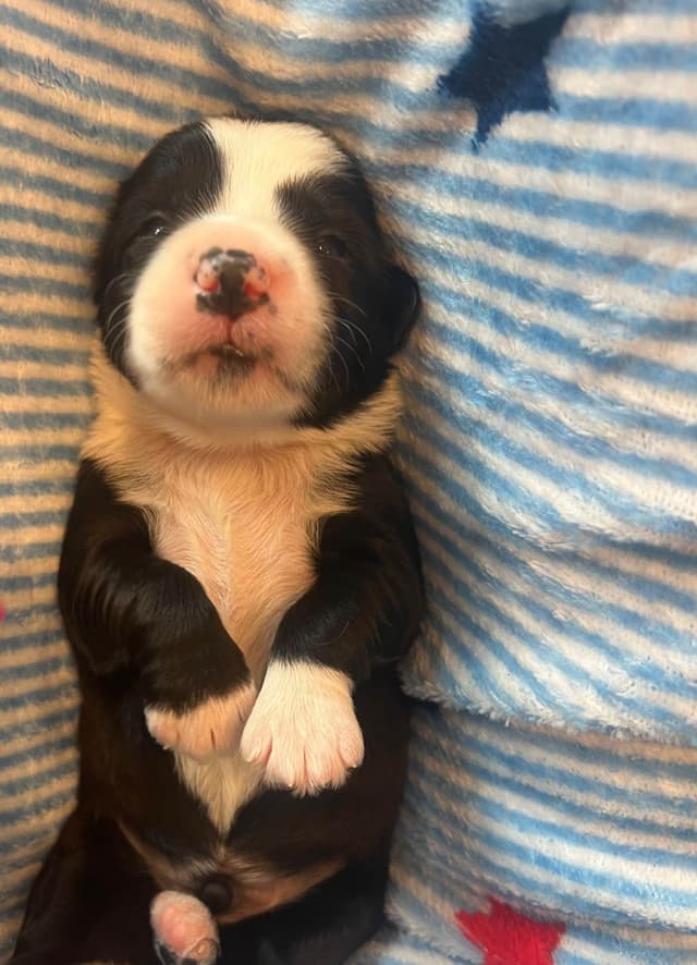 Tibetan Terrier Puppies media 3
