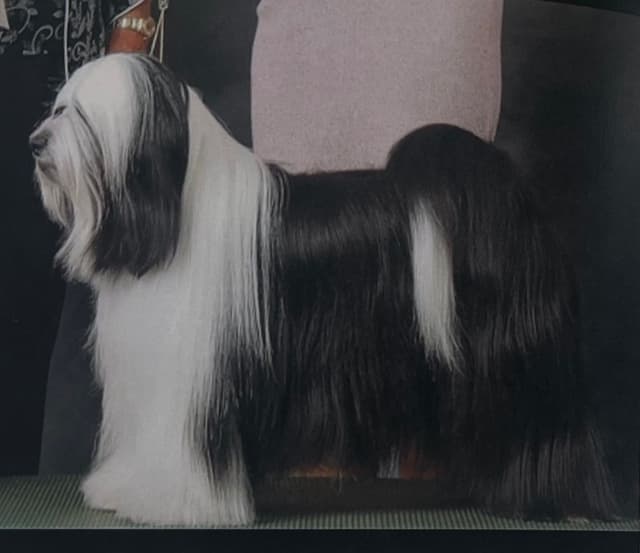 Tibetan Terrier Puppies media 5