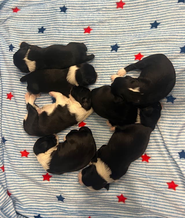 Tibetan Terrier Puppies media 2