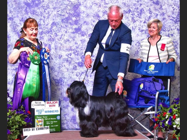 Tibetan Terrier Puppies media 4