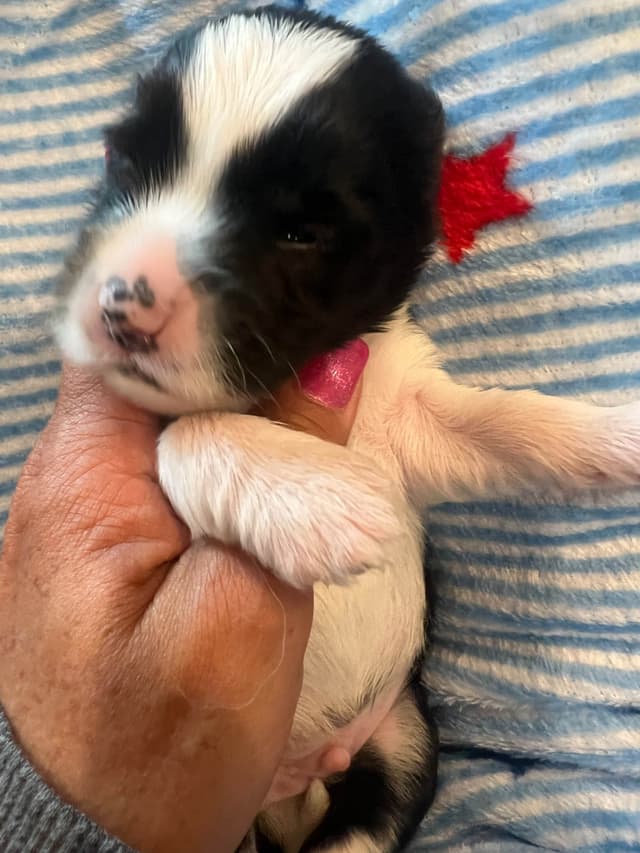 Tibetan Terrier Puppies media 8