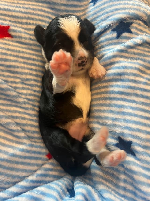 Tibetan Terrier Puppies media 7