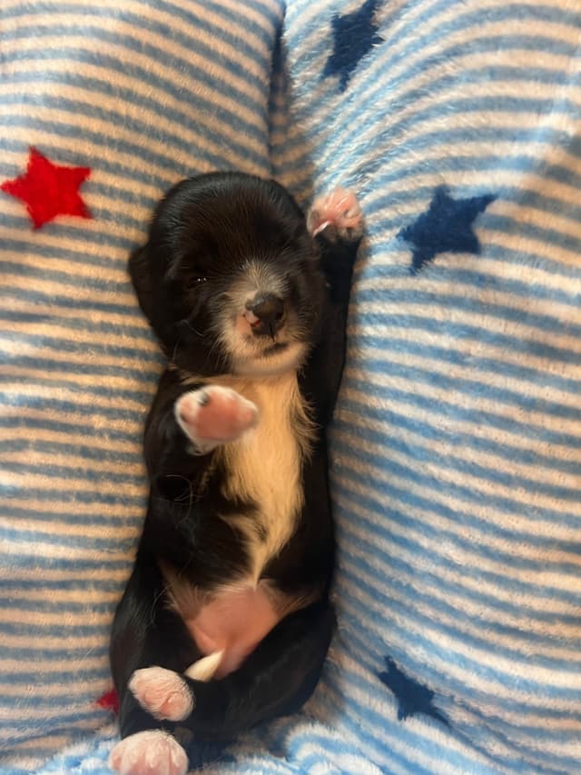 Tibetan Terrier Puppies media 10