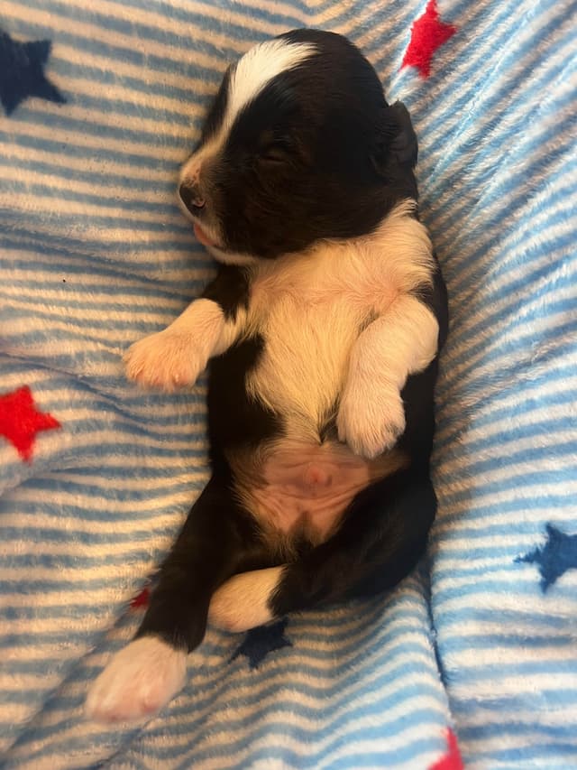 Tibetan Terrier Puppies media 12