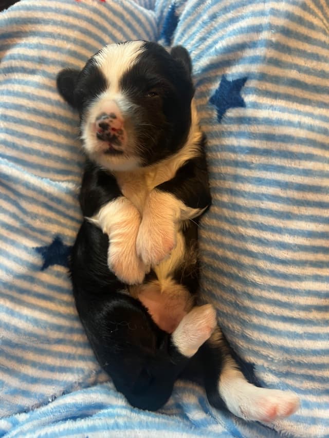 Tibetan Terrier Puppies media 11
