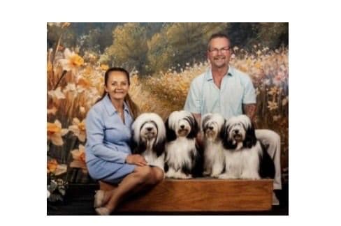 Tibetan Terrier Puppies breeder image 2