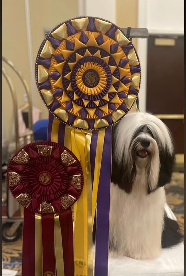 Tibetan Terrier Puppies media 7