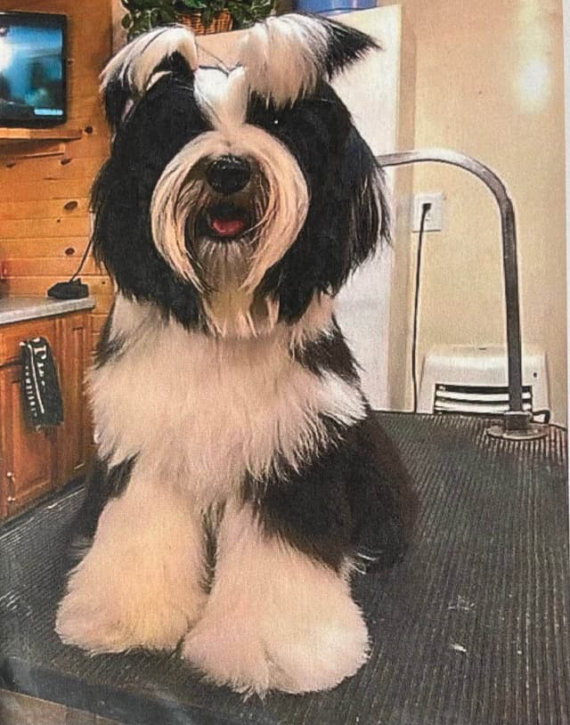 Tibetan Terrier Puppies media 6
