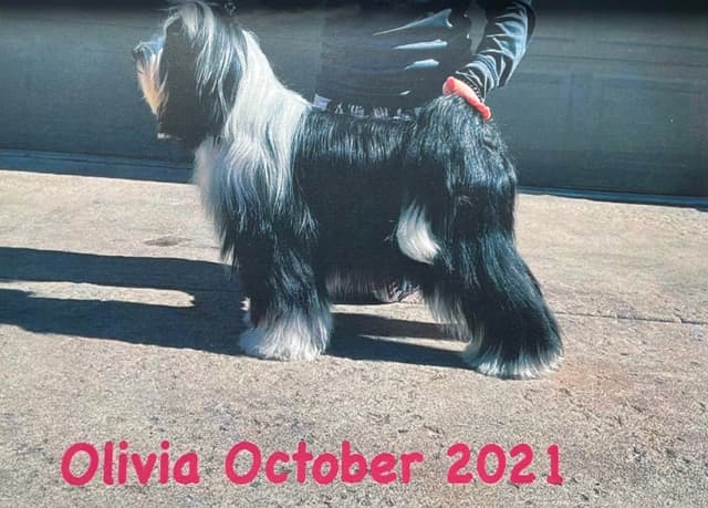 Tibetan Terrier Puppies media 5