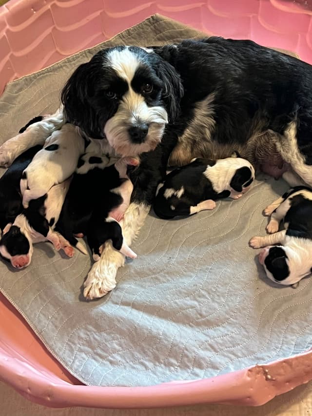 Tibetan Terrier Puppies media 4