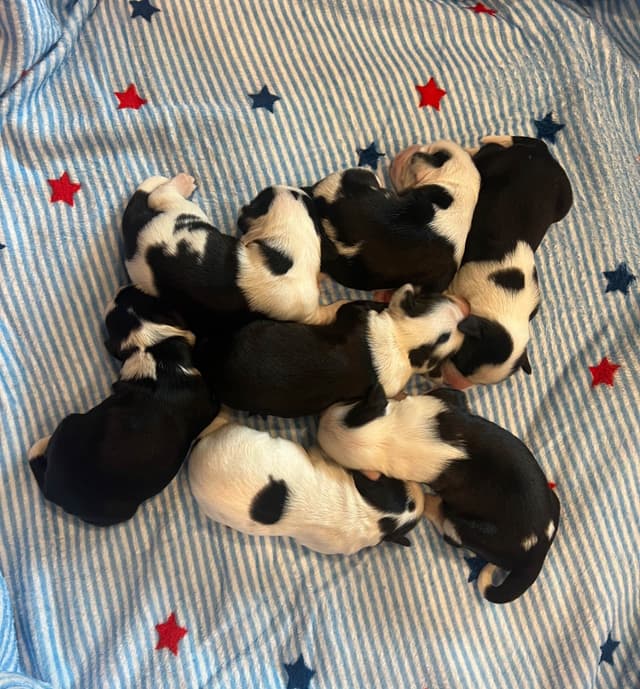 Tibetan Terrier Puppies media 2