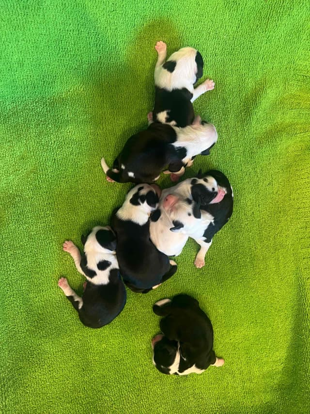 Tibetan Terrier Puppies media 3