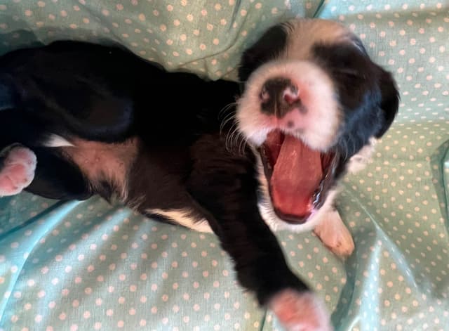 Tibetan Terrier Puppies media 13