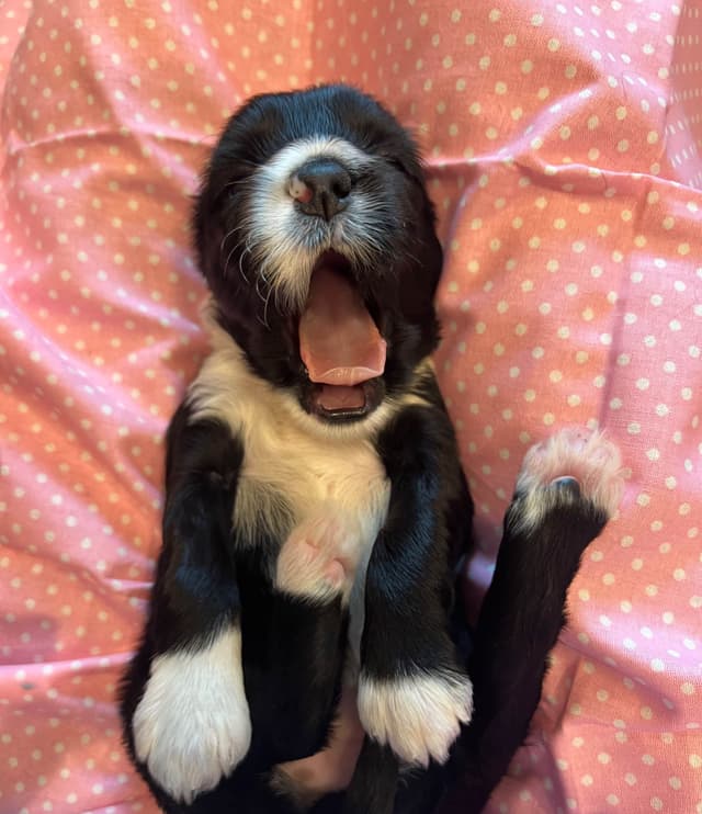 Tibetan Terrier Puppies media 15