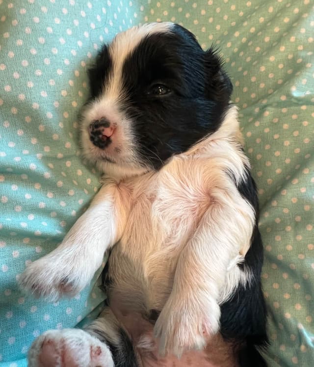 Tibetan Terrier Puppies media 16