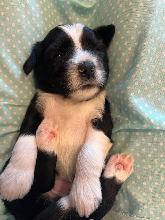 Tibetan Terrier Puppies media 17
