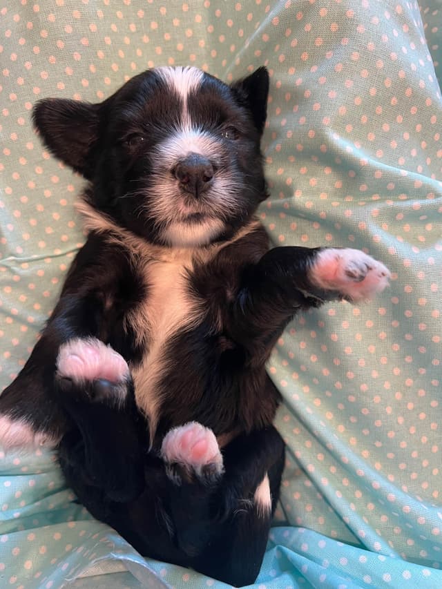 Tibetan Terrier Puppies media 18