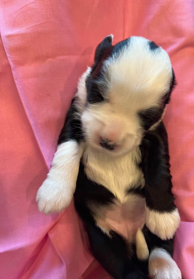 Tibetan Terrier Puppies media 9