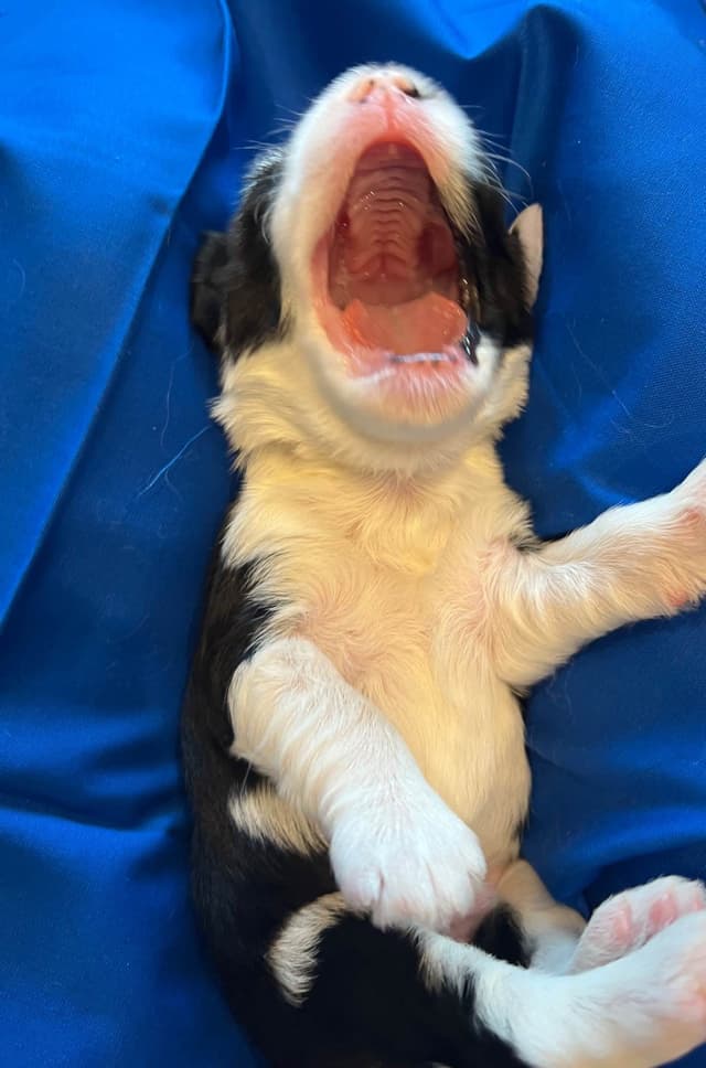 Tibetan Terrier Puppies media 10